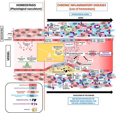 The Contribution of Extracellular Vesicles From Senescent Endothelial and Vascular Smooth Muscle Cells to Vascular Calcification